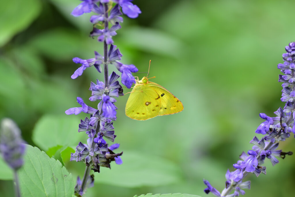 モンキチョウ　５