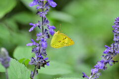 モンキチョウ　５