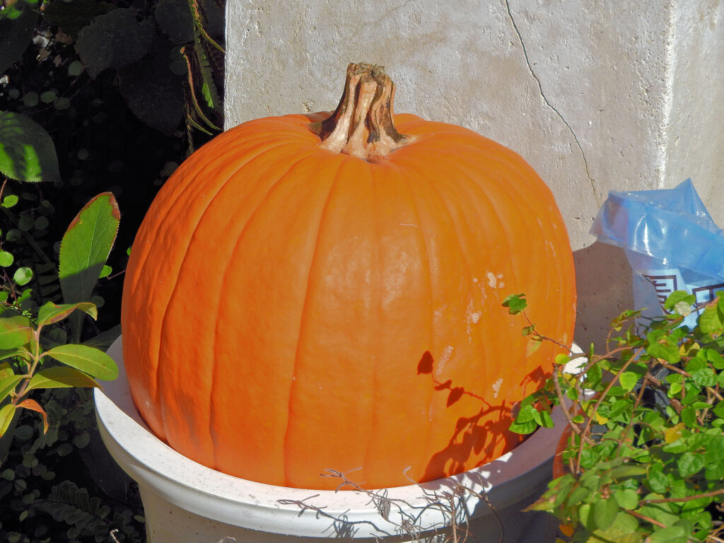 ハロウィンで売れ残った南瓜　１０