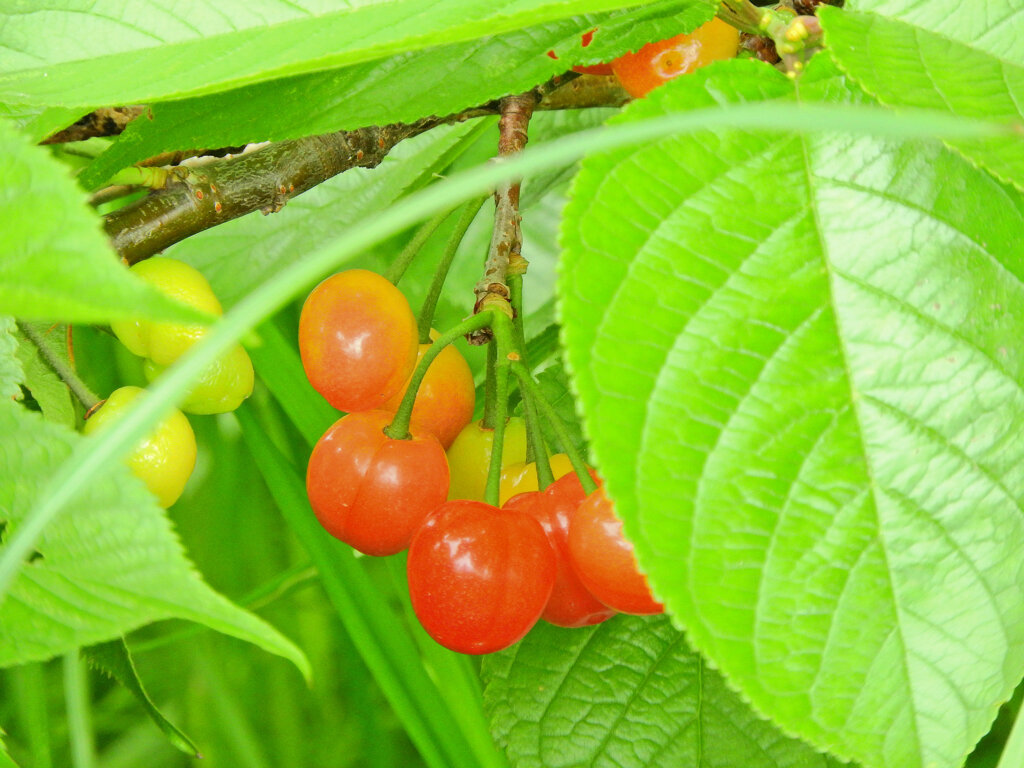 暖地桜桃（だんちおうとう）９
