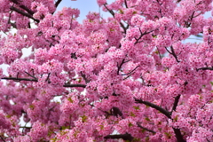 せせらぎ遊歩道・満開の河津桜　３