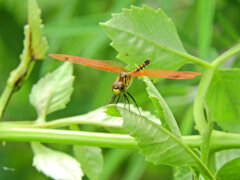 初めて見た蜻蛉さん　名前を教えて下さい5/8　コフキトンボの帯型メス