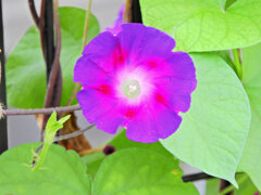 あさがぉおぉ～６