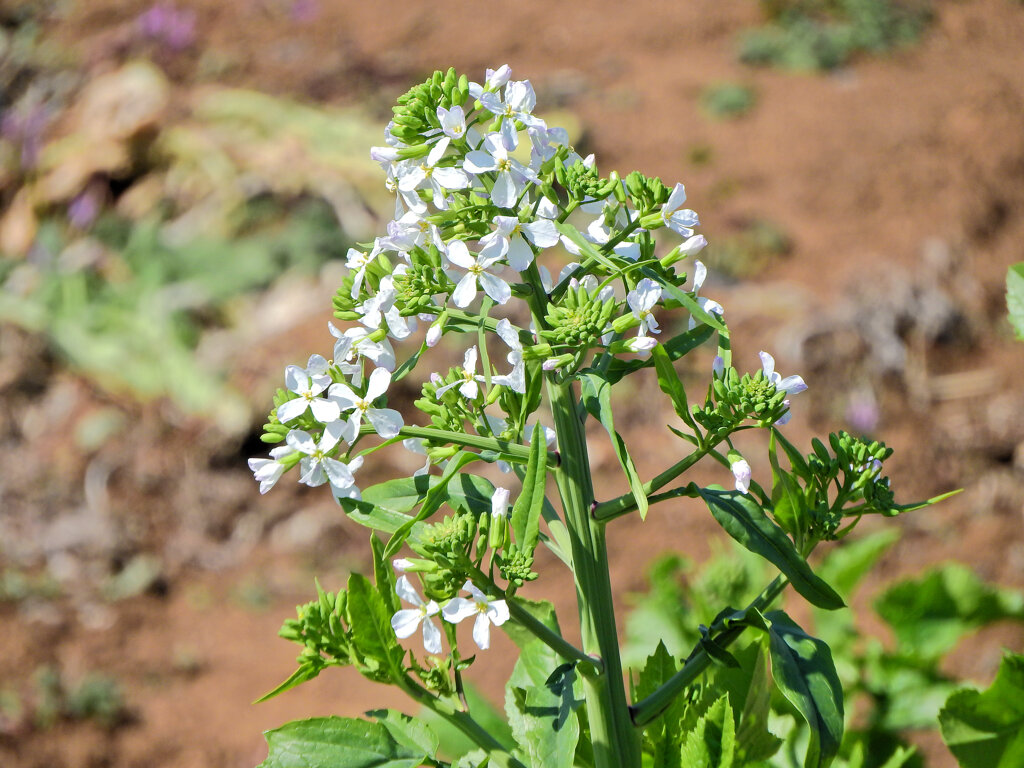 大根の花　１