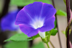 あさがおぉ～　５