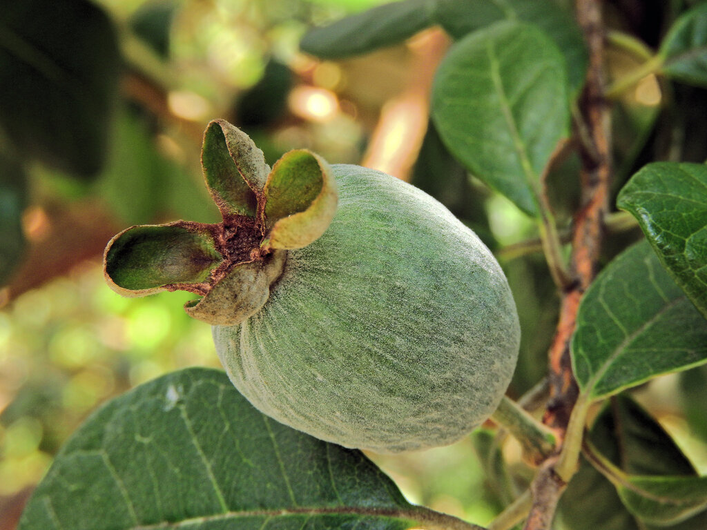 フェイジョア   (Feijoa)　実　５