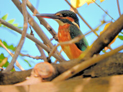近所のせせらぎ遊歩道・藤棚で　カワセミ　３