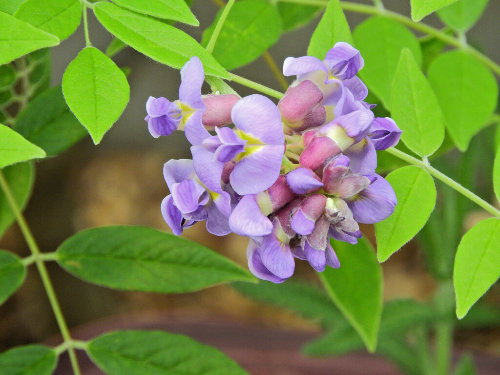 アメリカ藤　(アメジスト・フォール)　２