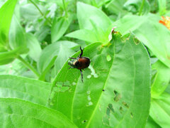 マメコガネ　 甲虫目　カブトムシ亜目　コガネムシ科　スジコガネ亜科　１