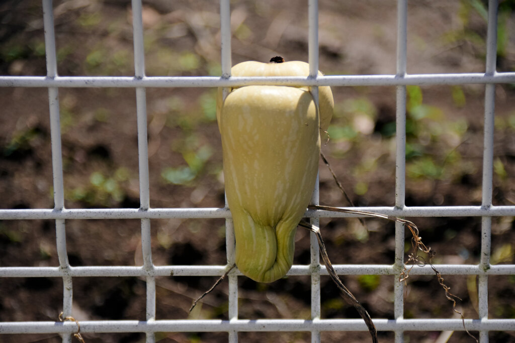 畑を逃げ出そうとしてタイ━━━━||Φ|(|´|Д|`|)|Φ||━━━━ホ２
