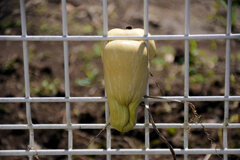 畑を逃げ出そうとしてタイ━━━━||Φ|(|´|Д|`|)|Φ||━━━━ホ２