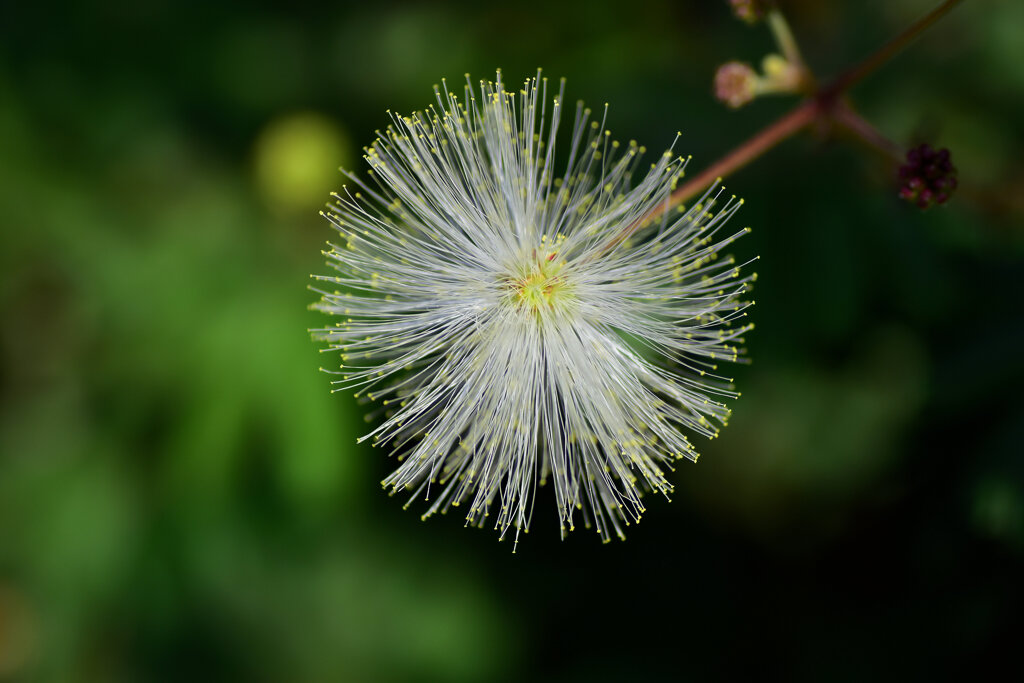 白ネムノキ　２