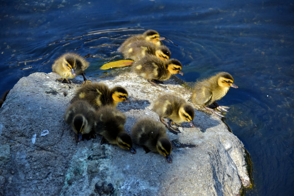 本日は私の誕生日・ｶﾙｶﾞﾓの雛が11羽誕生(=^～^)oうれちっ♪４