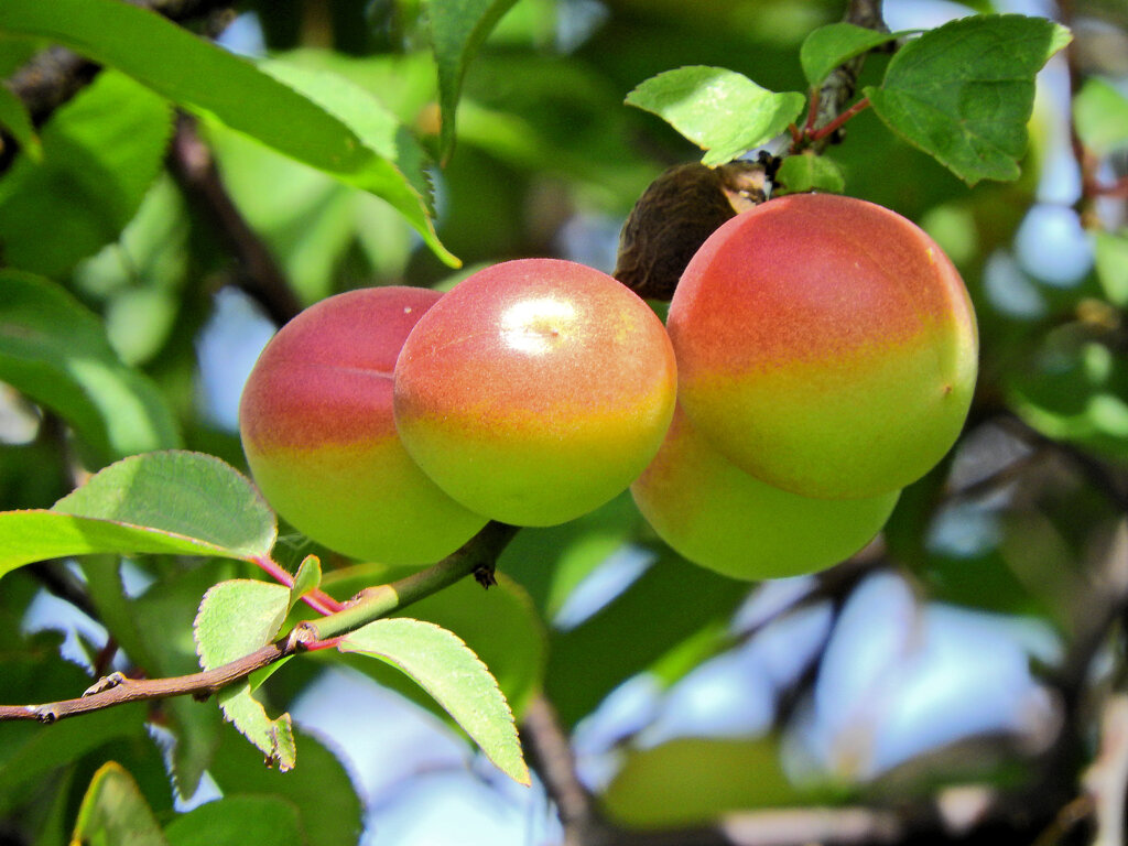 うめっすぅ　６