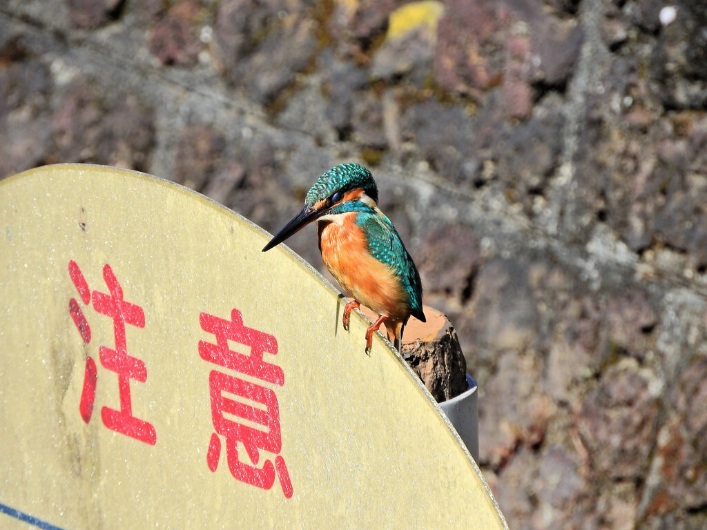 二ヶ領用水路・・蛇を撮っていたら　カワセミが現れる３