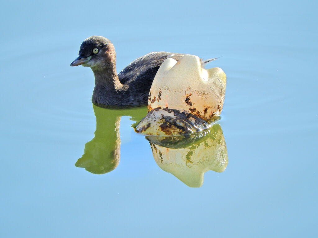 等々力緑地公園・・釣り堀池で　カイツブリ　９