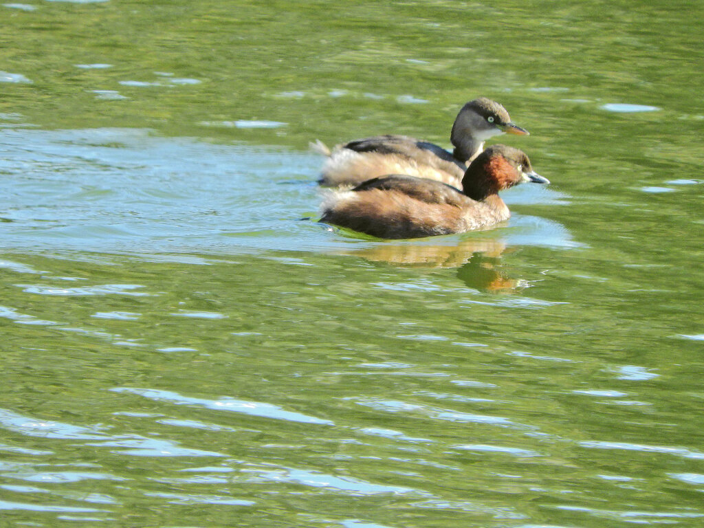 等々力緑地公園・・釣り堀池で　カイツブリ　２