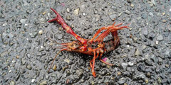 雨降りの道路でアメリカザリガニ　４