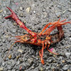 雨降りの道路でアメリカザリガニ　４