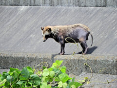 矢上川で野生の狸　４