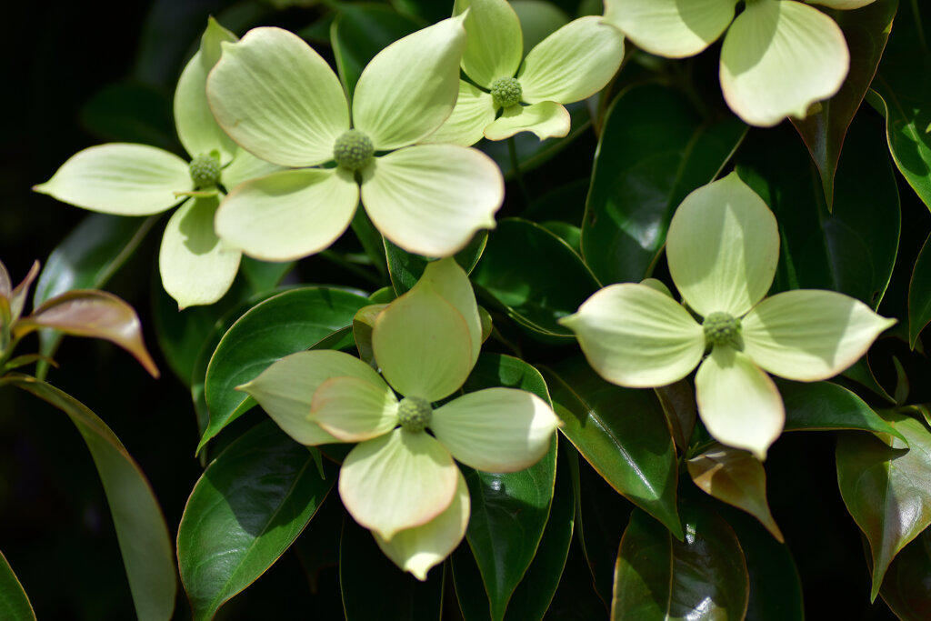 八重咲き山法師　６