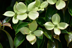 八重咲き山法師　６