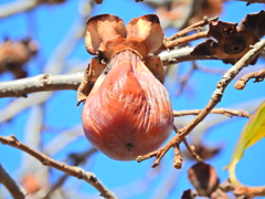 熟柿から婆柿へ・・・(￣◇￣;)　５