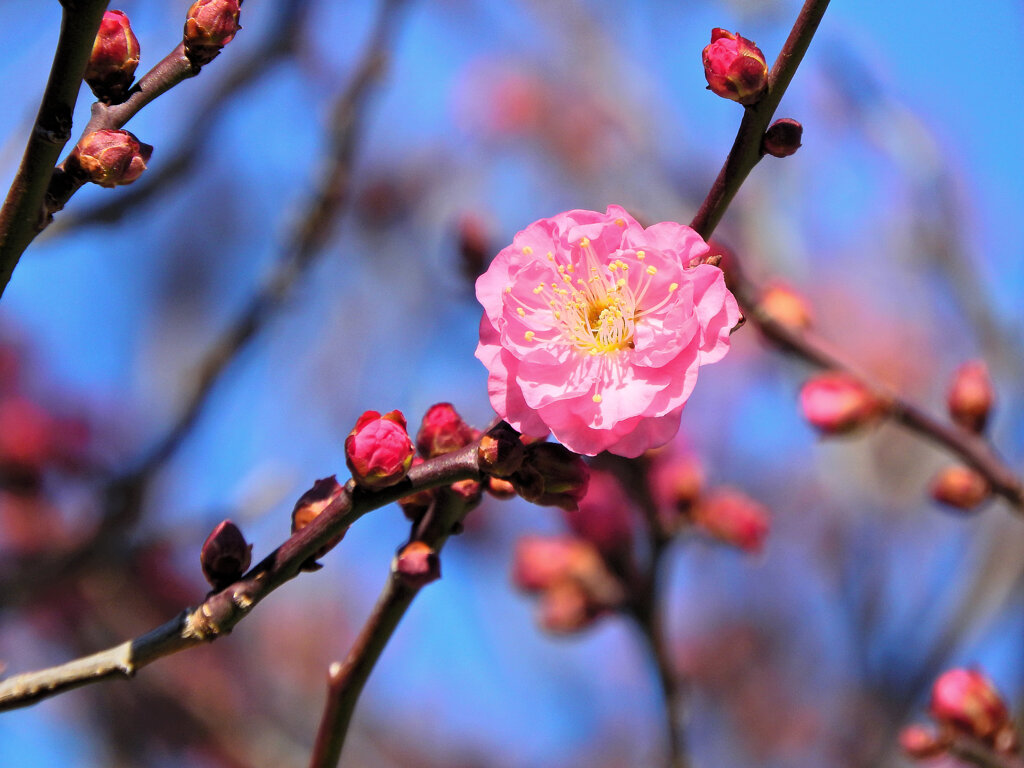 紅梅が開花　２