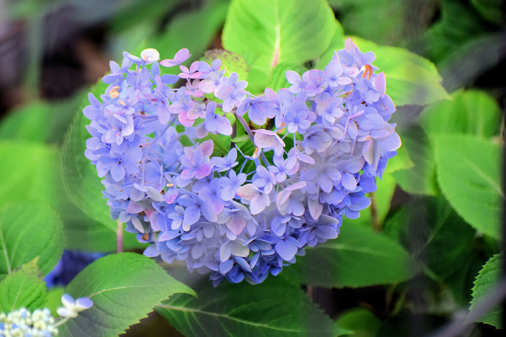 捕らわれた私の♡　紫陽花　