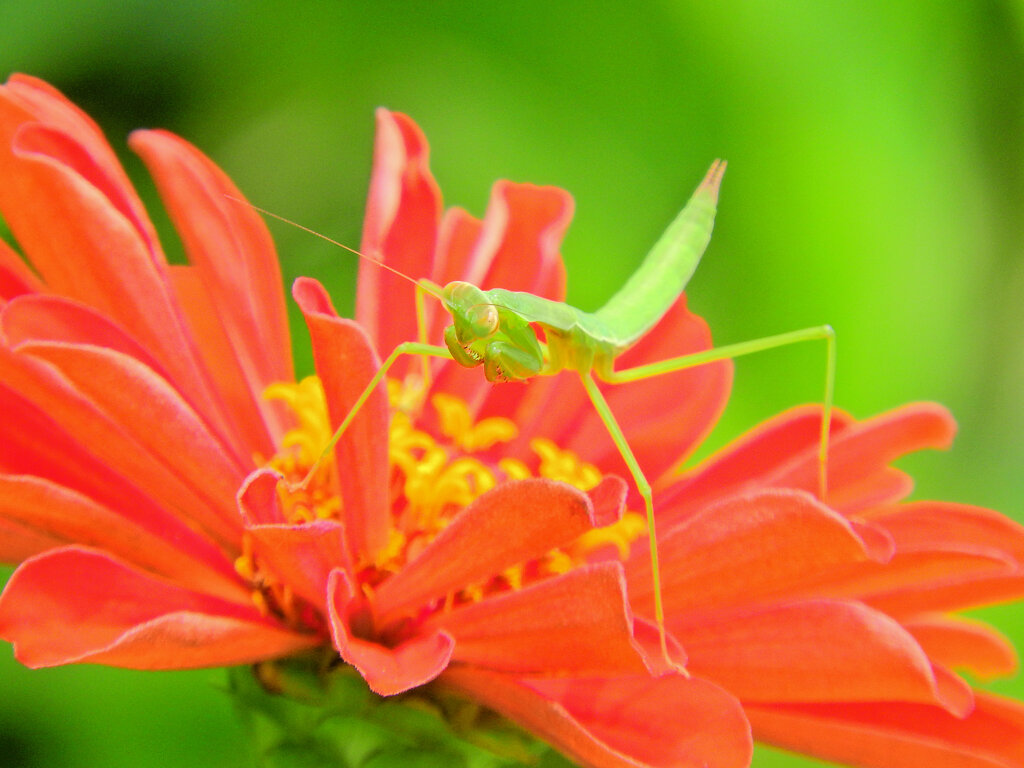 蟷螂さんと遊んだ(∩.∩）３