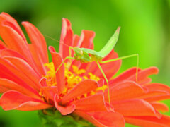 蟷螂さんと遊んだ(∩.∩）３