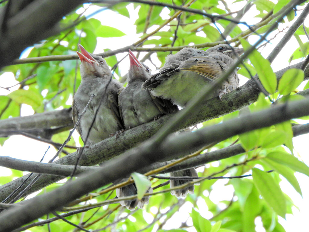 ムクドリの幼鳥?　３