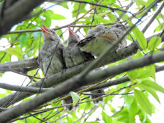 ムクドリの幼鳥?　３