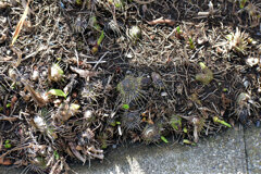 この球根の名は、シラン　１