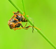 アシナガバチの食事中！！　２
