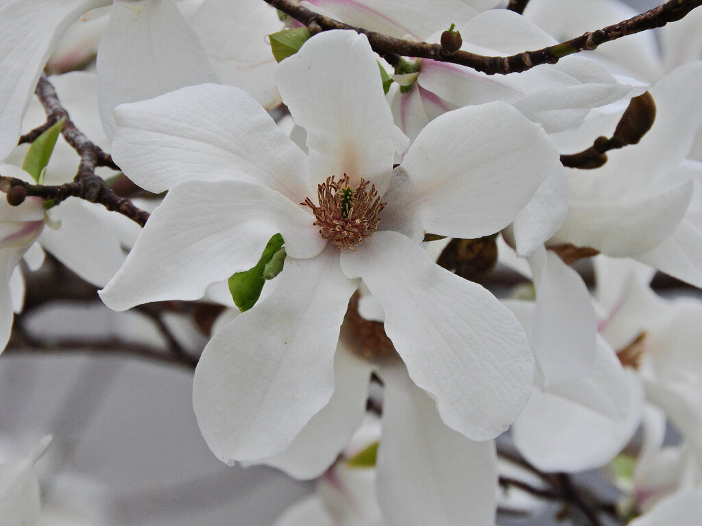 辛夷 （こぶし）４