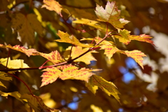 カエデの紅葉　１