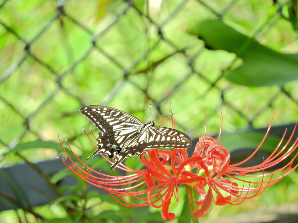 曼珠沙華に舞うナミアゲハ　１