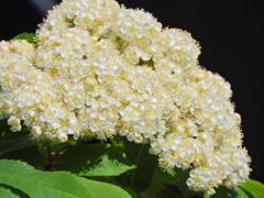 七竈（ナナカマド）の花　２