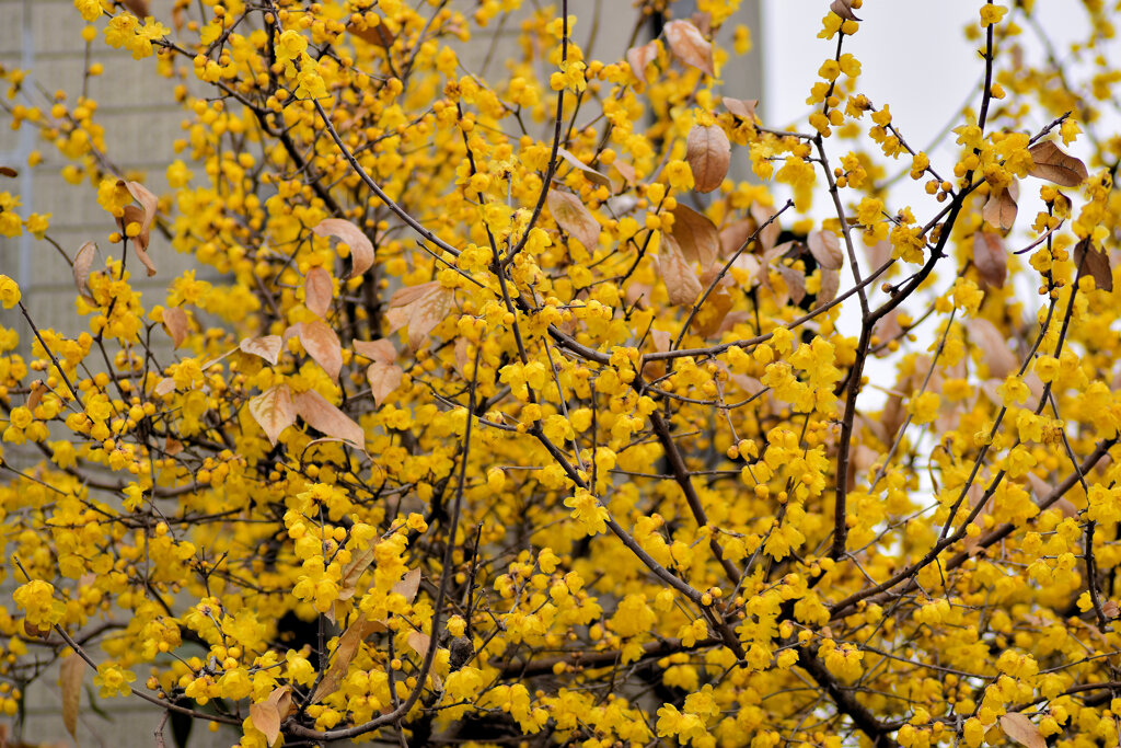 蝋梅を綺麗と思えない隣人がいる・・・２