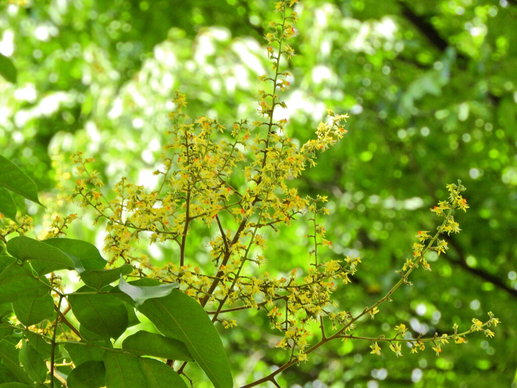 モクゲンジの花　１