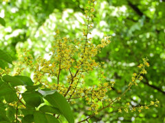 モクゲンジの花　１