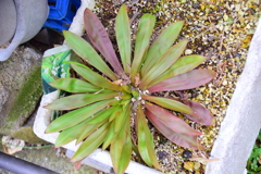 猩猩袴 （しょうじょうばかま）