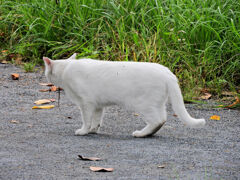 等々力緑地公園・・で　にゃぁ～って近寄って来た　１