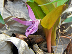 里山の斜面でカタクリの花　２