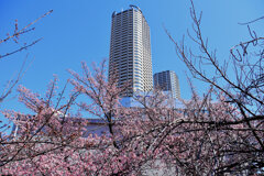 桜と武蔵小杉高層マンション　1/3
