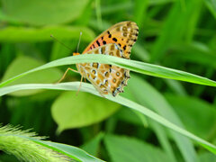 ツマグロヒョウモン　２