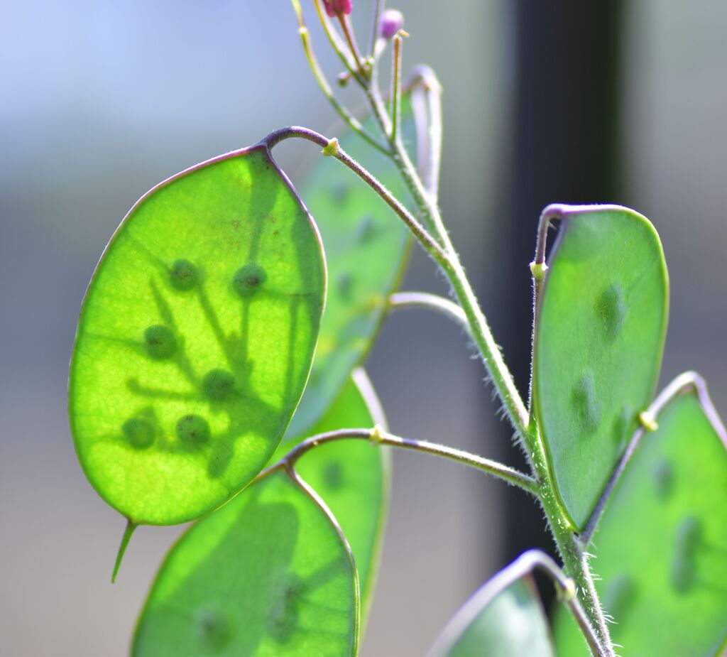合田草 （ごうだそう） 　大判草　（おおばんそう）　実４