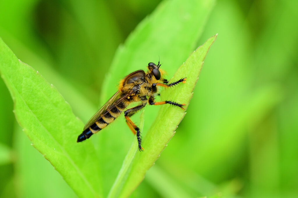 シオメアブ　３