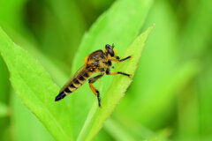 シオメアブ　３